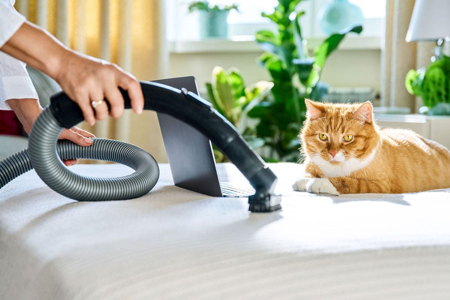Regular Cleaning